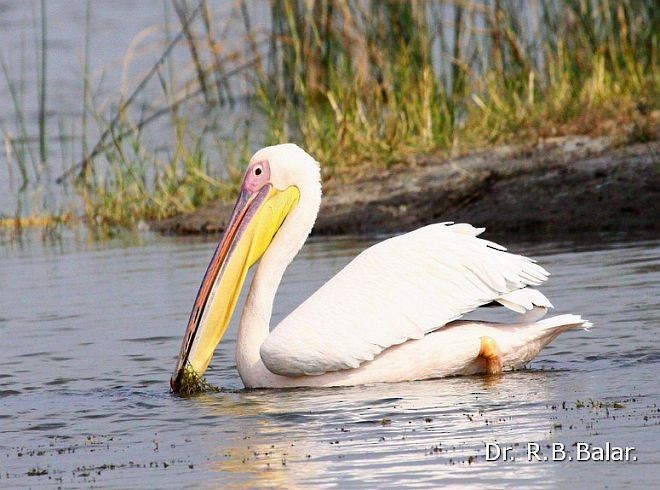 Great White Pelican - Dr. Raghavji Balar