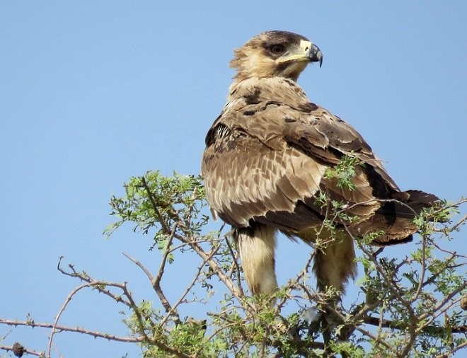 Aquila rapace - ML379701341