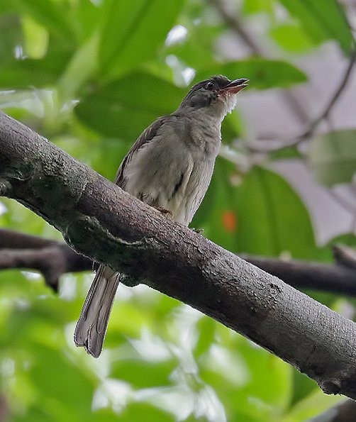 Malaysian Honeyguide - Anthony Sawbridge