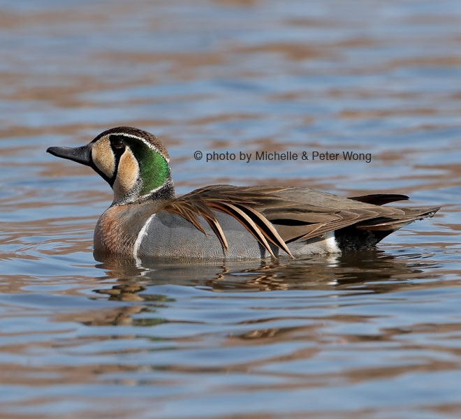 Baikal Teal - ML379701431