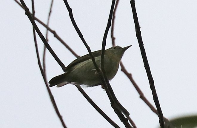 Mindanao Plumed-Warbler - ML379701501