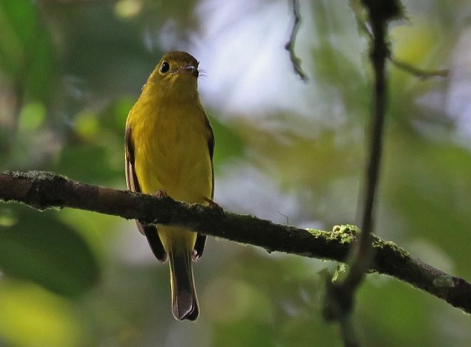 Citrine Canary-Flycatcher - ML379701511