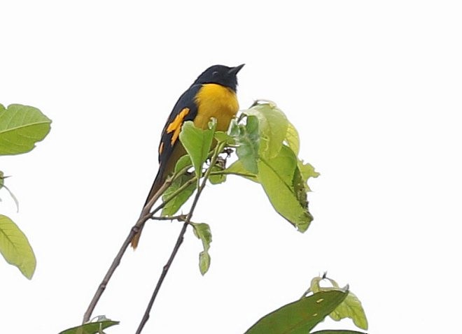 Minivet Escarlata (amarillo de Filipinas) - ML379701531