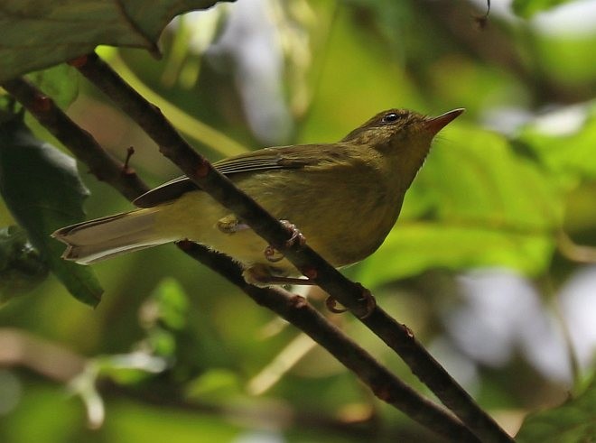 Negros Leaf Warbler - ML379701551