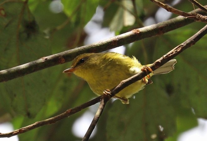 Negros Leaf Warbler - ML379701561