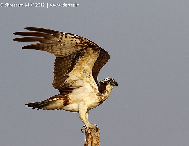 Osprey (haliaetus) - ML379701601