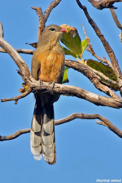 Sirkeer Malkoha - ML379701671