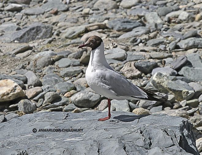 Brown-headed Gull - Anwaruddin Choudhury