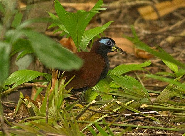 Blue-faced Rail - ML379701701