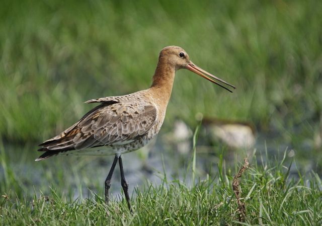 Black-tailed Godwit - ML379701831