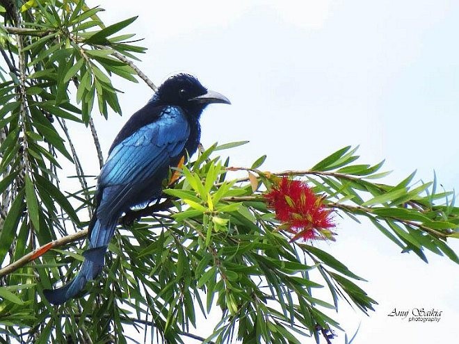 Hair-crested Drongo (Hair-crested) - ML379702041