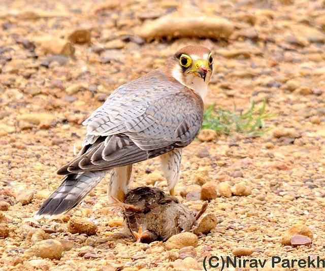 Red-necked Falcon (Asian) - ML379702051