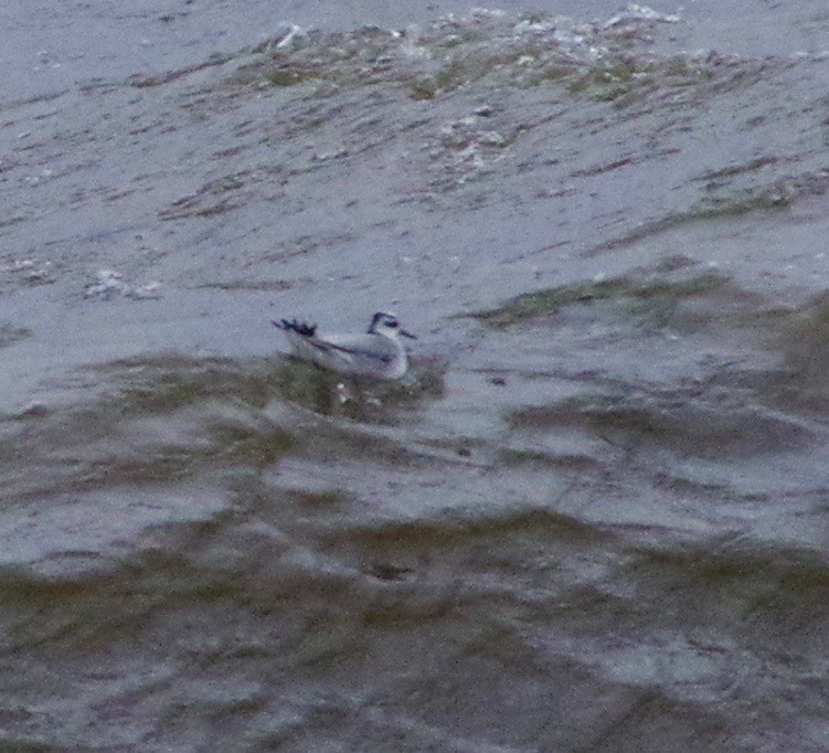 Red Phalarope - ML37970221