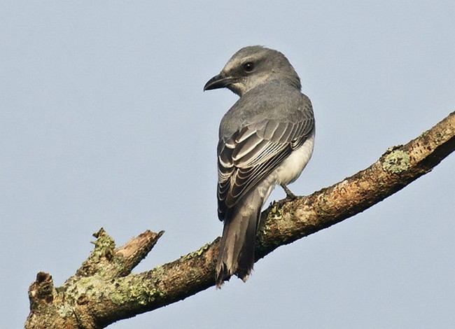 Large Cuckooshrike (Large) - ML379702261