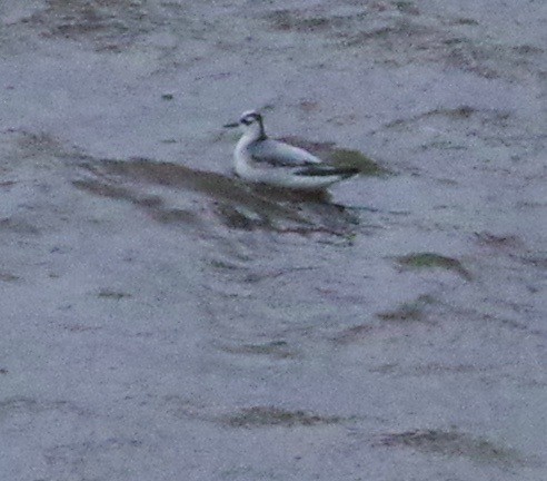 Red Phalarope - Bill Purcell