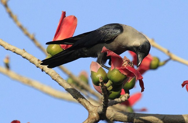 House Crow - ML379702461