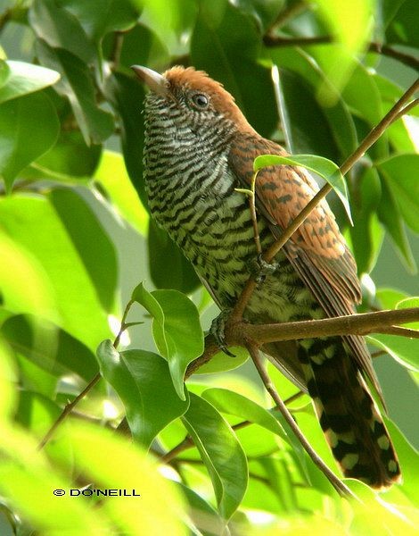 Violet Cuckoo - Daisy O'Neill