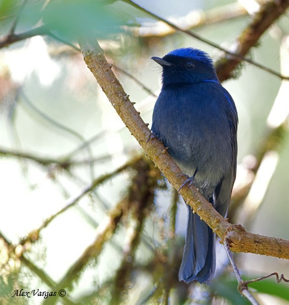 Large Niltava - ML379702611