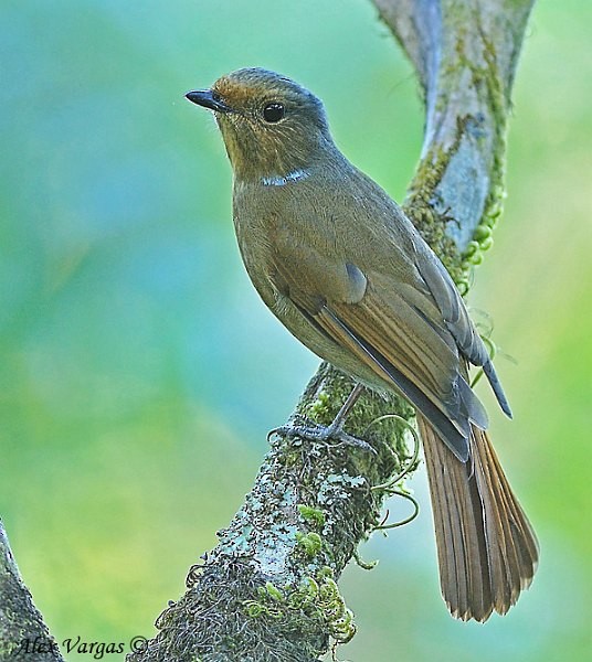 Large Niltava - ML379702631