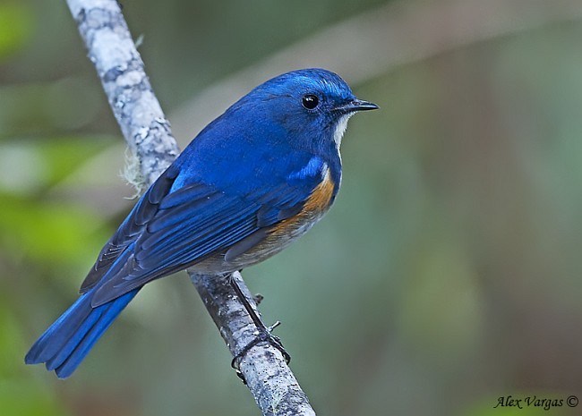 Himalayan Bluetail - ML379702641