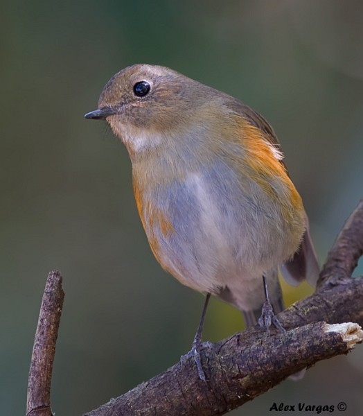 Himalayan Bluetail - ML379702651