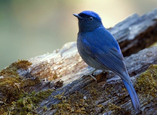 Large Niltava - ML379702661