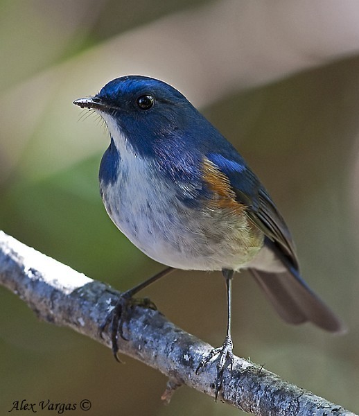 Himalayan Bluetail - ML379702671