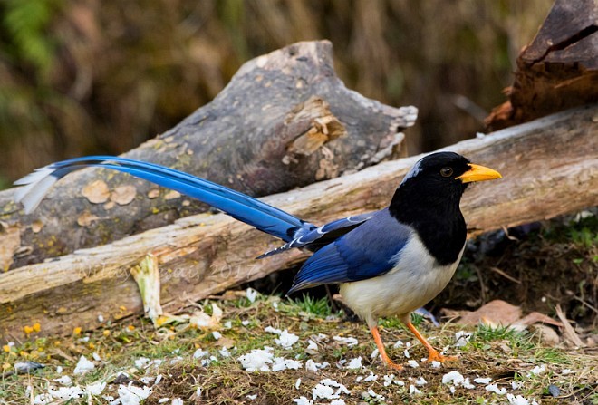 Yellow-billed Blue-Magpie - ML379702731