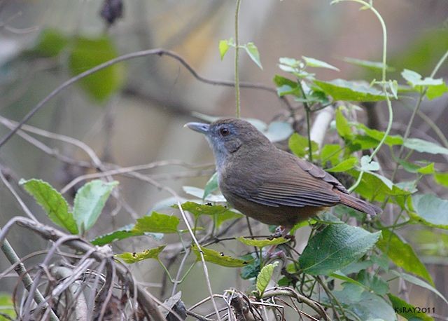 Abbott's Babbler - ML379703041