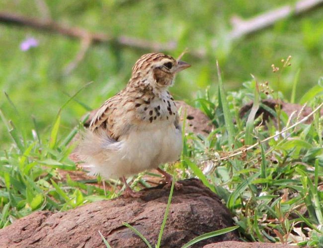 Indian Bushlark - ML379703141