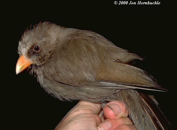 Great Parrotbill - ML379703181