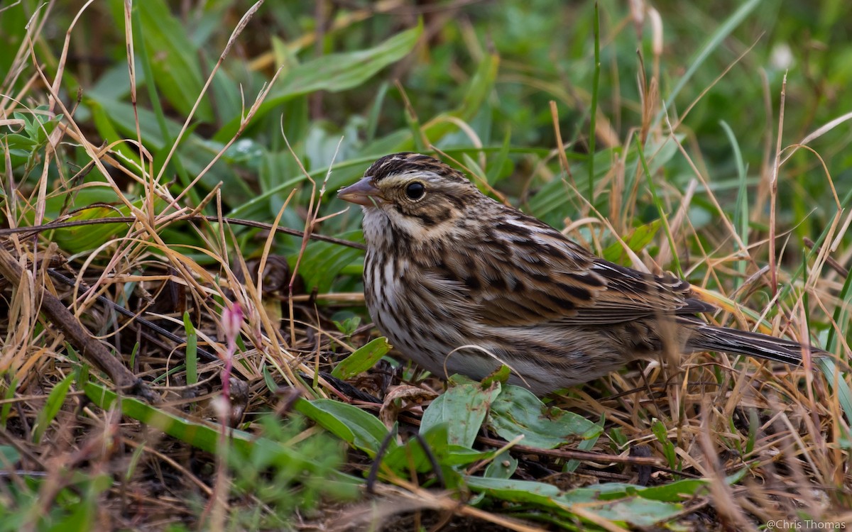 Savannah Sparrow - ML37970331
