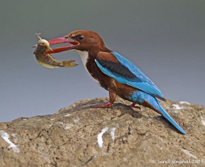 White-throated Kingfisher - Sunil Singhal