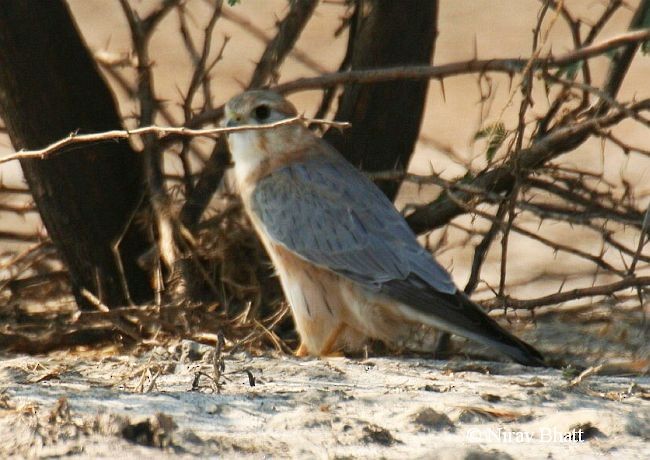 Merlin - ML379703501