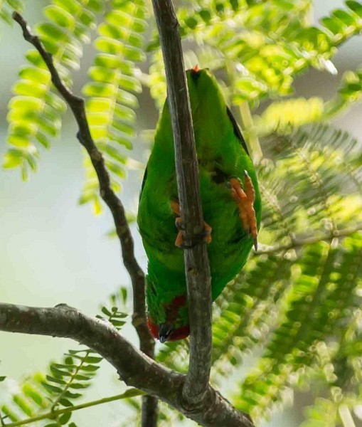 Moluccan Hanging-Parrot - ML379703941