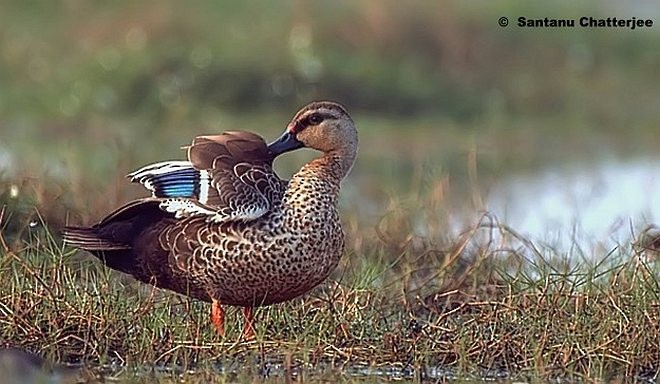 Indian Spot-billed Duck - Santanu  Chatterjee