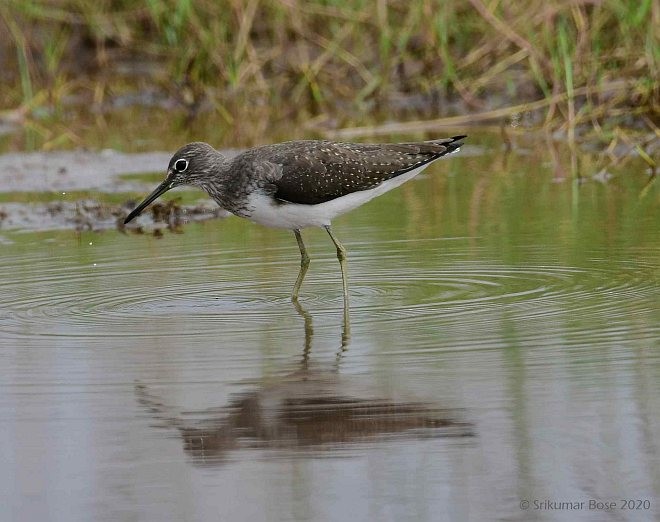 Green Sandpiper - ML379704281