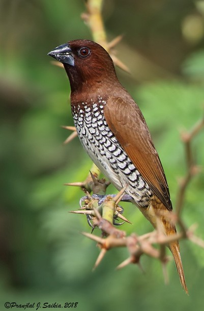 Scaly-breasted Munia (Checkered) - ML379704311