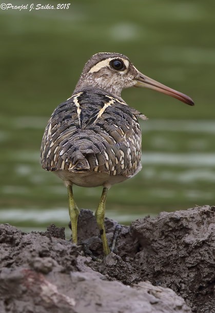 Greater Painted-Snipe - ML379704331