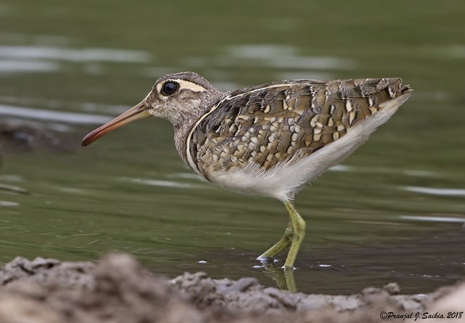Greater Painted-Snipe - ML379704361