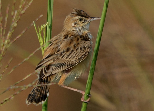 Zitting Cisticola (Western) - ML379704421