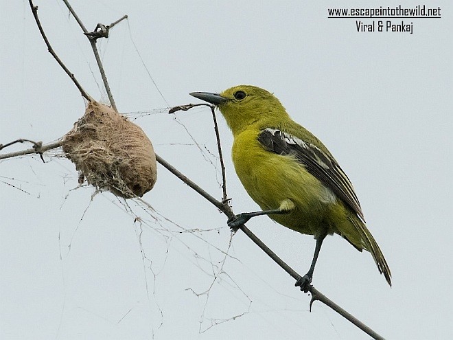 Common Iora - ML379704611