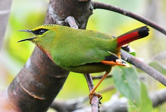 Fire-tailed Myzornis - ML379704681