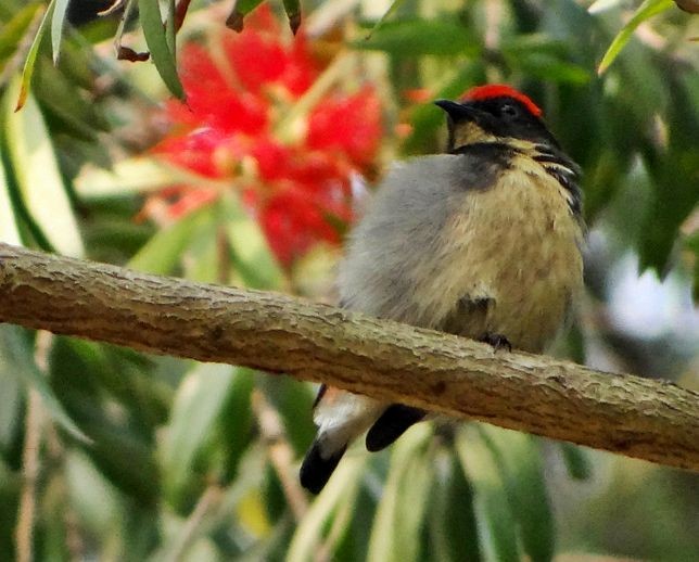 Scarlet-backed Flowerpecker - ML379704901