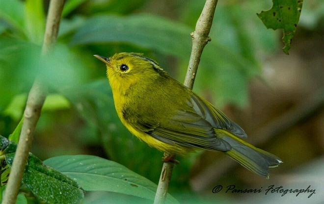 Whistler's Warbler - ML379705011