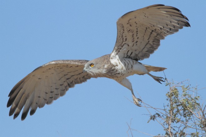 Short-toed Snake-Eagle - ML379705051