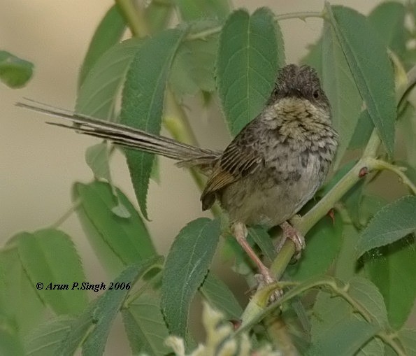 Himalayan Prinia - ML379705191