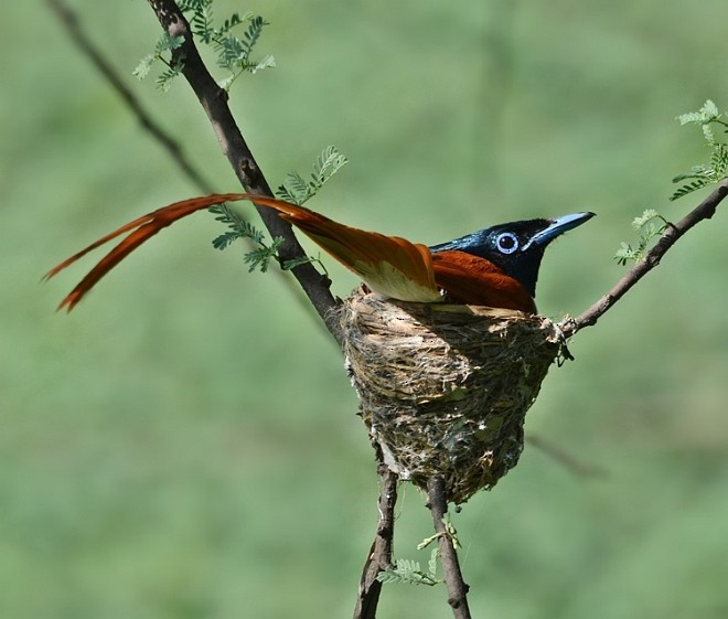 Indian Paradise-Flycatcher - ML379705221
