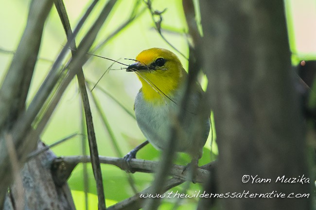 Yellow-spectacled White-eye - ML379705421