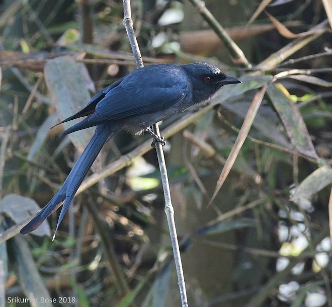 Ashy Drongo - ML379705501